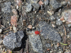 Trombidium holosericeum