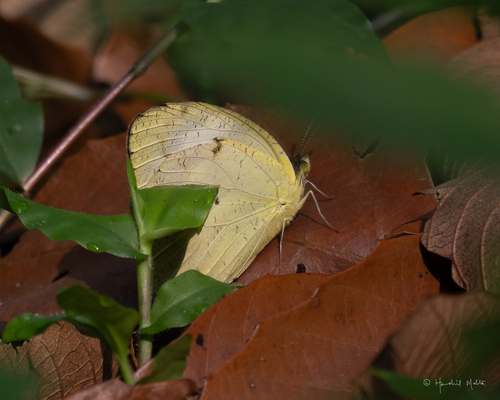 Yellow Orange Tip