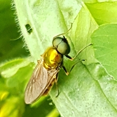 Chloromyia