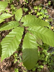 Castanea pumila