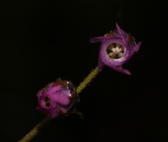 Hermannia jacobeifolia