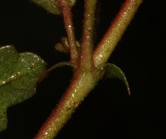 Hermannia jacobeifolia