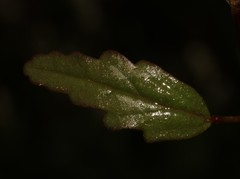 Hermannia jacobeifolia