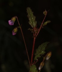 Hermannia jacobeifolia