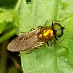 Chloromyia