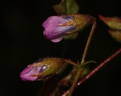Hermannia jacobeifolia