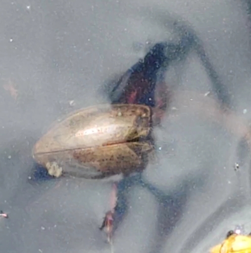 large-grooved diving beetle