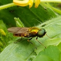 Chloromyia