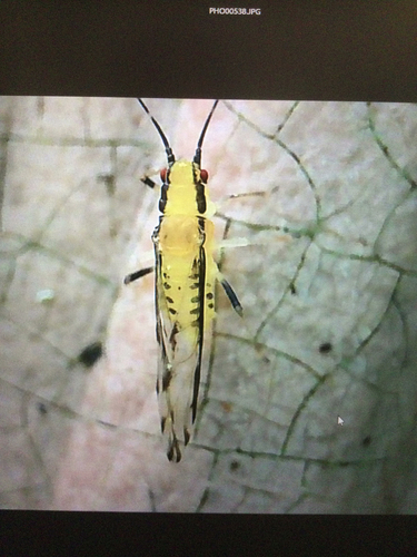 Lime Leaf Aphid