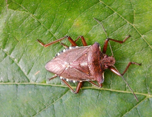 Forest Bug