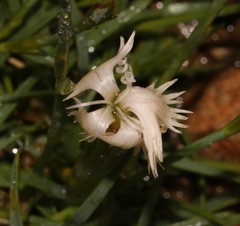 Dianthus micropetalus