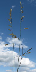 Helictochloa hookeri