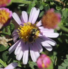Felicia erigeroides