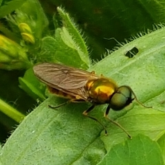 Chloromyia
