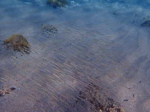 Mediterranean sand eel (Gymnammodytes cicerelus) — Ammodytidae — 5