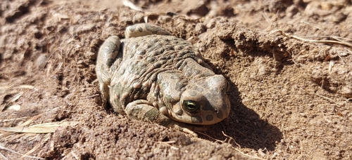 Green Toad