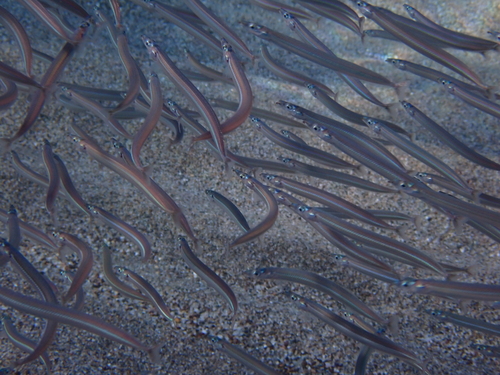 Mediterranean sand eel (Gymnammodytes cicerelus) — Ammodytidae — 4