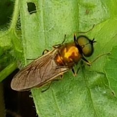 Chloromyia