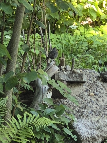 Hausrotschwanz