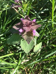 Lamium purpureum