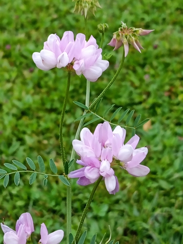 purple crownvetch