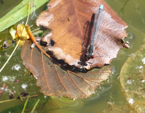 Red-eyed Damselfly