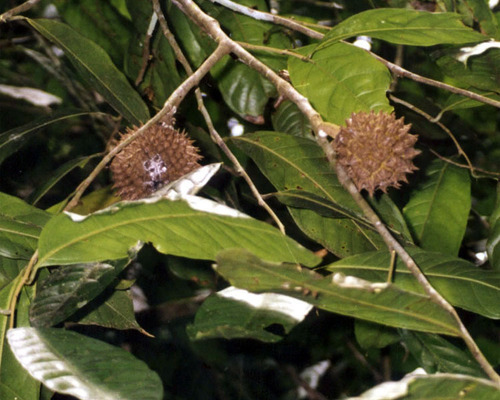 Duguetia spixiana, 2000-02-11
