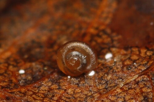 Punctum pygmaeum, 2026-06-10