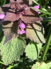 Lamium purpureum