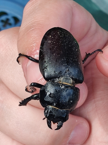 European Stag Beetle