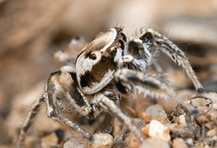 Habronattus clypeatus