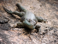 Tropidurus torquatus