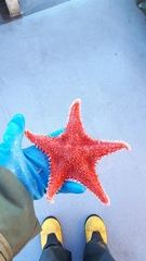 Hippasteria phrygiana