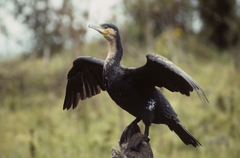 Phalacrocorax carbo