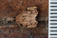 Heterorta plutonis