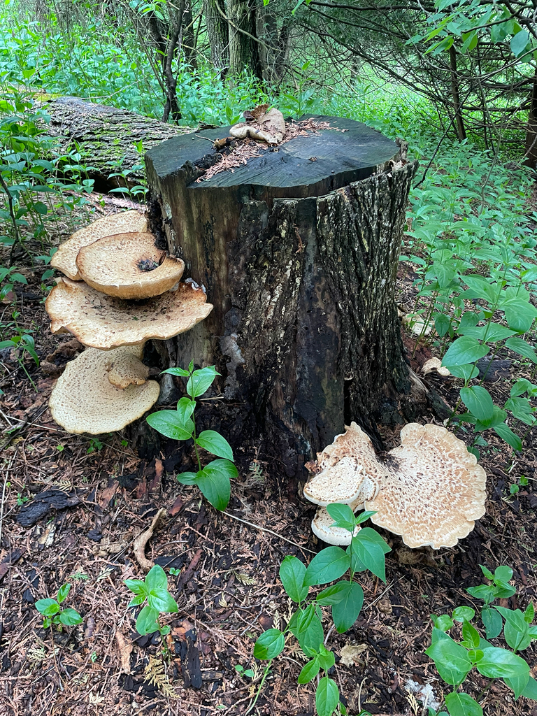 Dryad's Saddle · June 2026 · photo: Photo: (c) nuthatchnicole, some rights reserved (CC BY) · iNaturalist