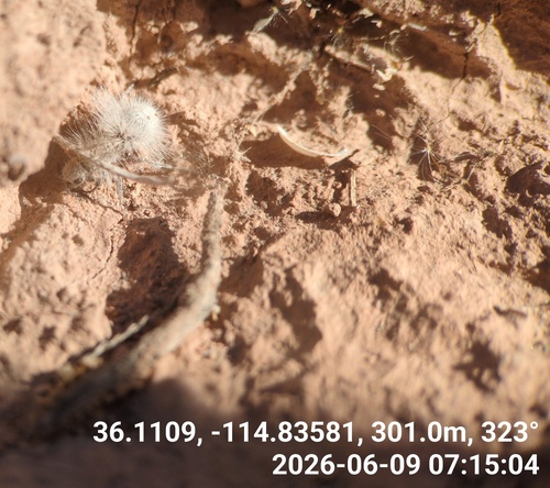 Thistledown Velvet Ant