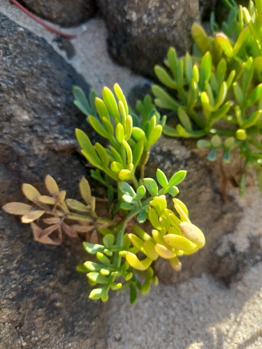 rock samphire