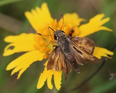 Atalopedes campestris huron