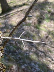 Crataegus marshallii