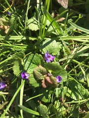 Glechoma hederacea