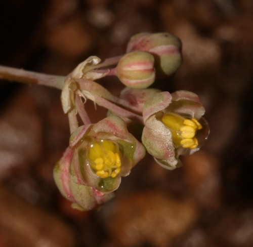 Image of Kewa bowkeriana by (c) Brian du Preez, some rights reserved (CC BY-SA)