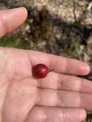 Crataegus marshallii