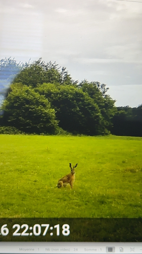 Brown Hare