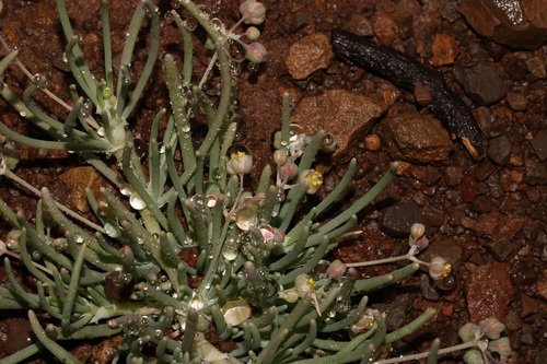 Image of Kewa bowkeriana by (c) Brian du Preez, some rights reserved (CC BY-SA)