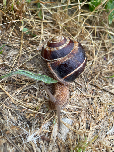Turkish Snail