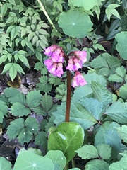Bergenia crassifolia