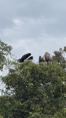 Horned Screamer
