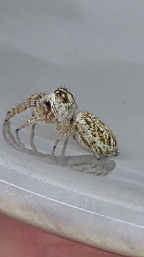 Mile End Jumping Spider