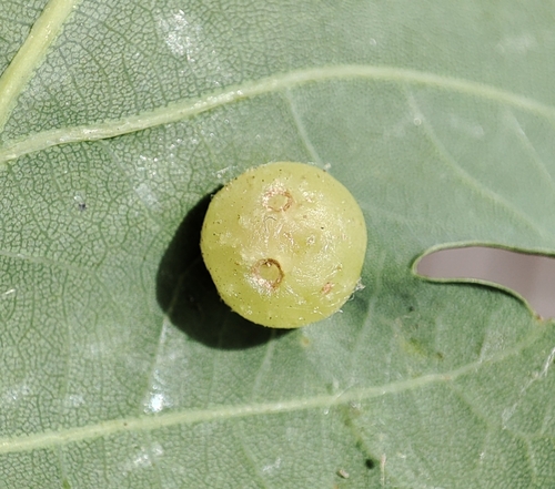 Common Spangle Gall Wasp